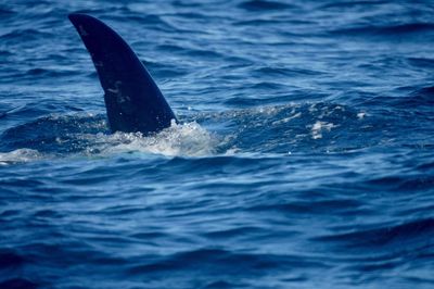 Whale swimming in sea