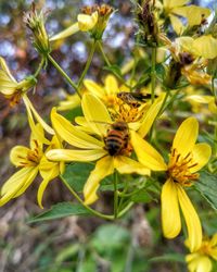 Close-up of insect on yellow flowers