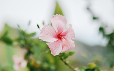 Close-up of pink hibiscus flower