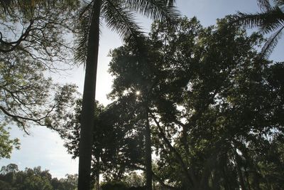 Low angle view of trees in forest