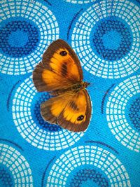 High angle view of butterfly over blue background