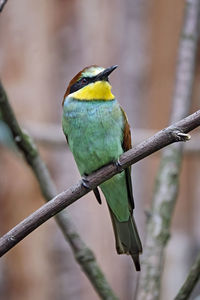 Close-up of bird perching on branch