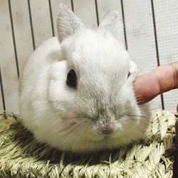 Close-up of hand feeding rabbit