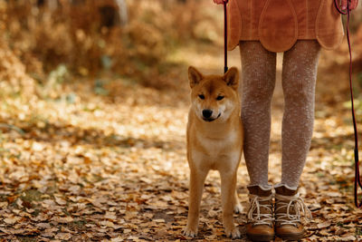 Beautiful woman walking shiba inu dog in fall forest. autumn mood