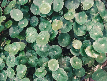 Full frame shot of plants