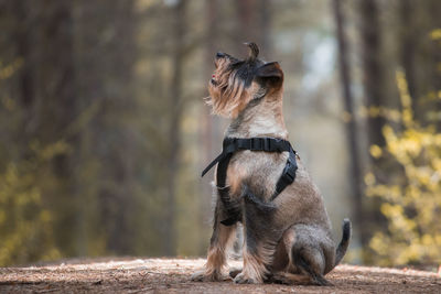 View of a dog looking away