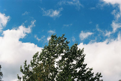 Low angle view of tree against sky