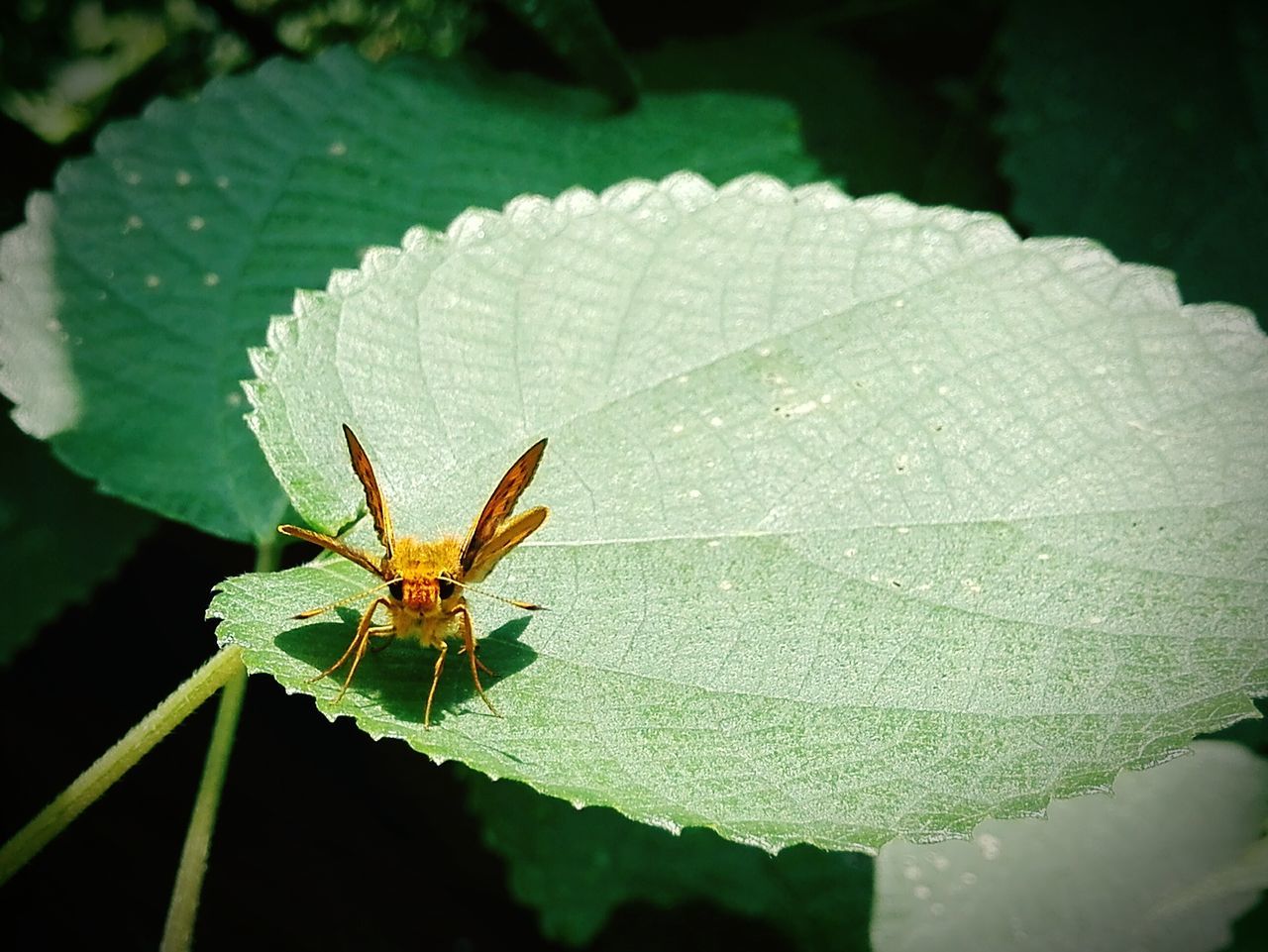 animal themes, animals in the wild, insect, one animal, wildlife, close-up, leaf, focus on foreground, animal wing, butterfly - insect, animal antenna, green color, nature, zoology, butterfly, full length, natural pattern, animal markings, outdoors, day