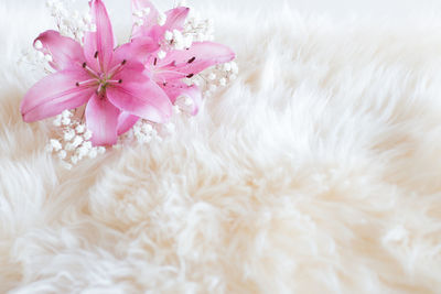 Close-up of pink flowers