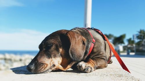 Close-up of a dog looking away