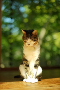 A tabby cat sitting against the background of fresh green