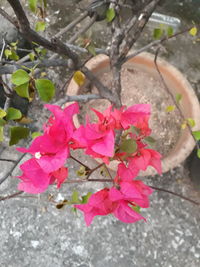 High angle view of pink flowers blooming outdoors