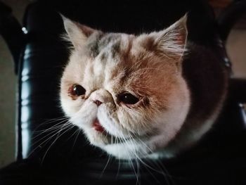 Close-up portrait of cat