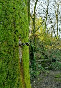 Trees growing in field