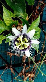 Close-up of flowers blooming outdoors