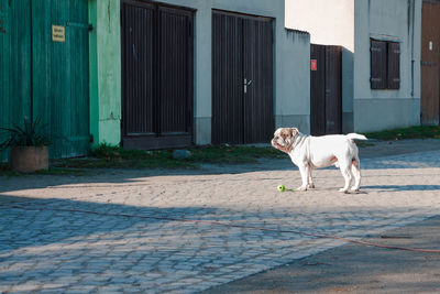 Dog looking at camera