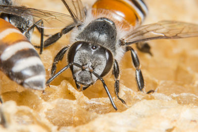 Close-up of honeybee on honeycomb
