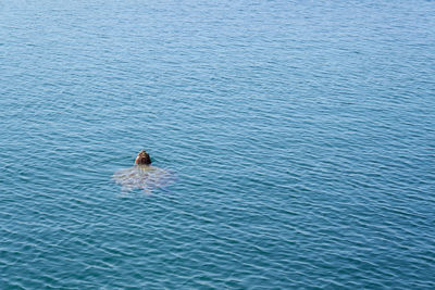 High angle view of person swimming in sea