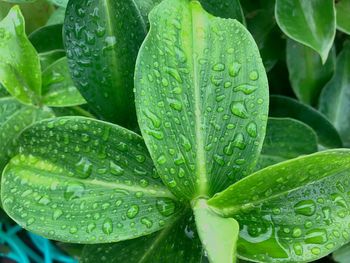 Full frame shot of wet leaves