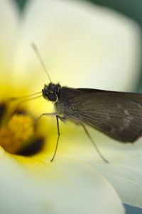 Close-up of insect on flower