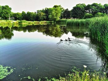 Reflection of trees in lake