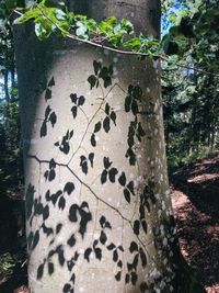 Close-up of a tree trunk