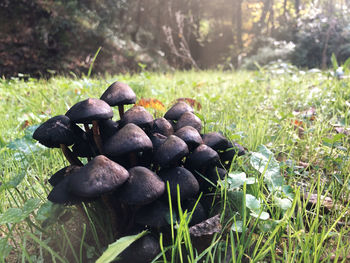 Close-up of fruits growing on field