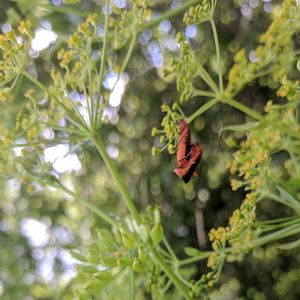 Close-up of butterfly on plant