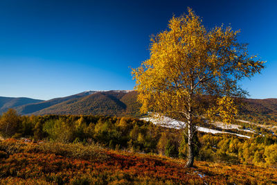 Autumn tree on mountain against blue sky
