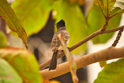 Bird perching on a branch