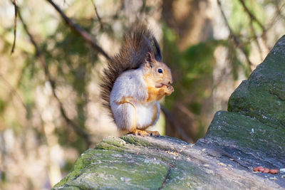 Close-up of squirrel on rock