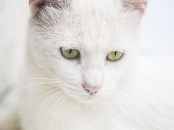 Close-up of cat against white background