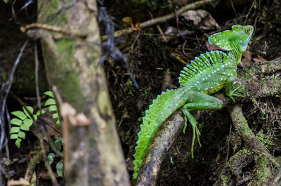 Close-up of basilisk lizard on tree in costa rica