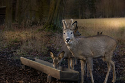 Deer standing in a field