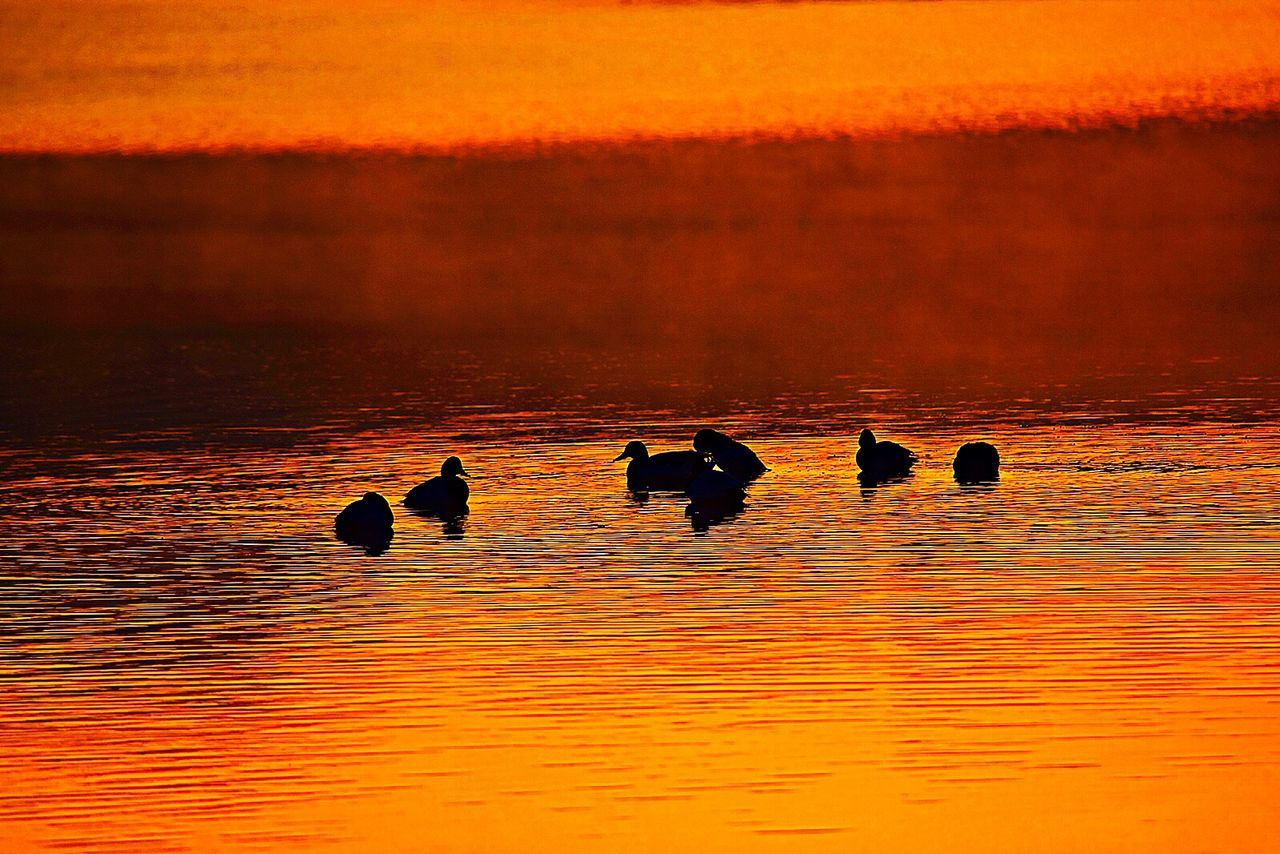 water, sunset, waterfront, reflection, orange color, swimming, animal themes, animals in the wild, lake, bird, wildlife, nature, beauty in nature, silhouette, togetherness, rippled, duck, scenics, tranquility