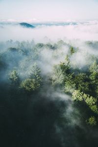 High angle view of forest in foggy weather