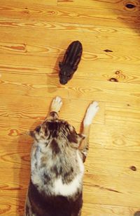 High angle view of cat on wooden floor