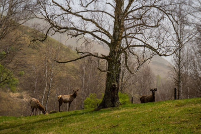 Goats on field