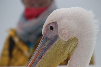 Close-up portrait of a bird