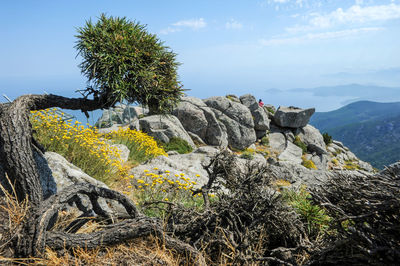 Plants growing on rock against sky