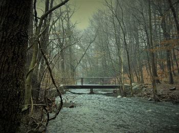 Bare trees in forest
