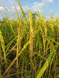 Close-up of stalks in field against sky