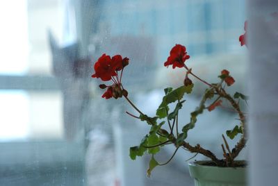 Close-up of red flowers