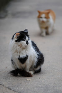 Full length of cat