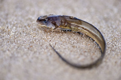 A macro image of a catfish fingerling, lying vulnerable, washed up on a sandy beach.