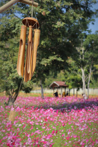 Close-up of purple flowering plants in park