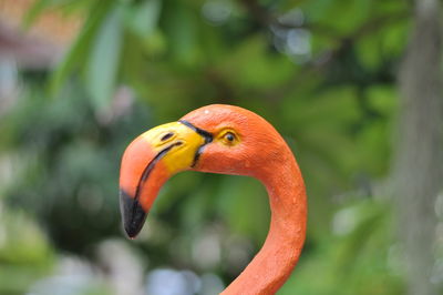 Close-up of a bird