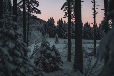 Pine trees on snow covered land against sky during sunset