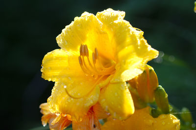 Close-up of yellow rose flower