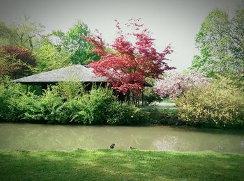 Reflection of trees in water